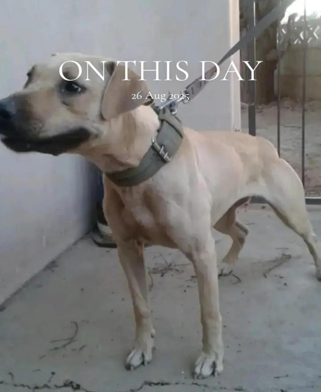 @SAAPBT_GAMEDOGS