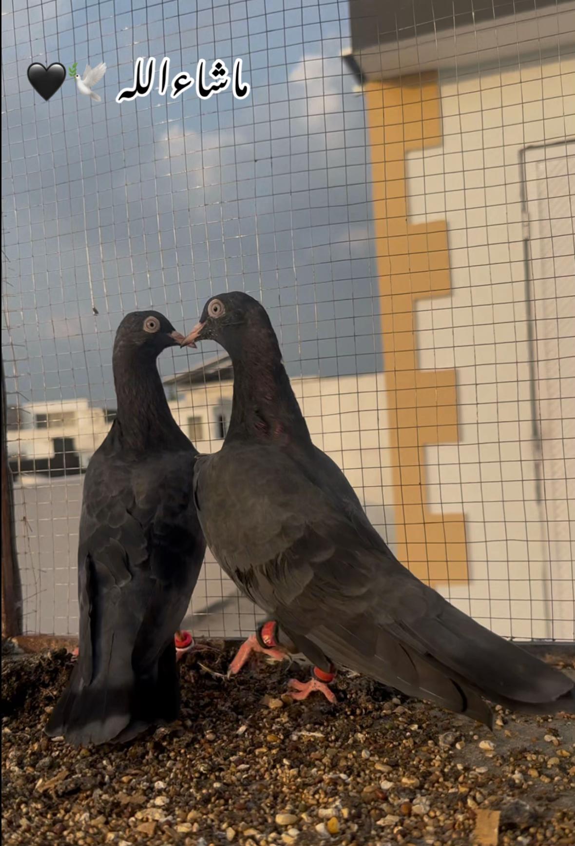 @Royal Birds 🕊️👑