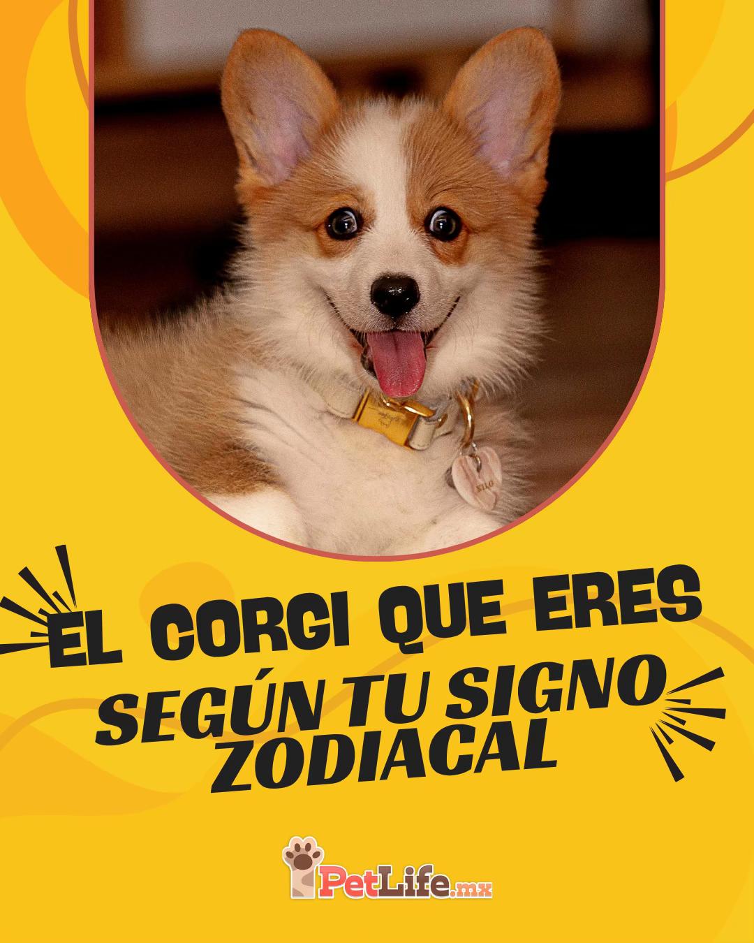 @Petlife