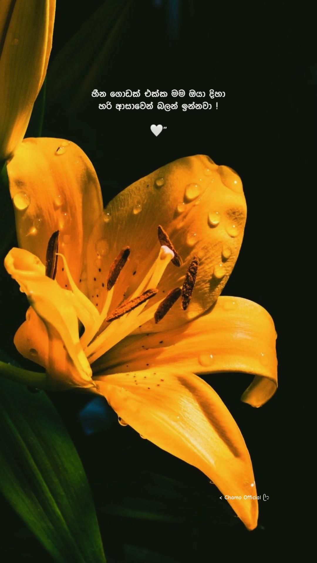 @< 𝐂𝐡𝐚𝐦𝐨 ᥫ᭡