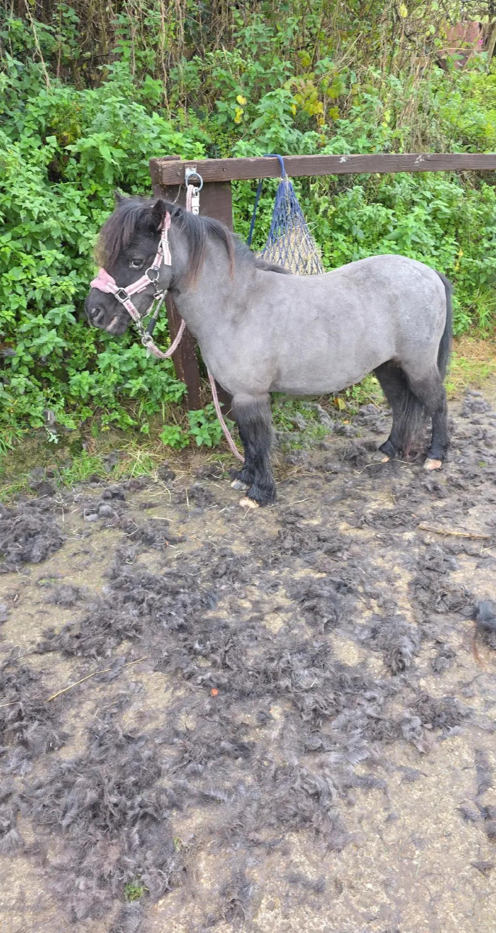 @Miniature horses