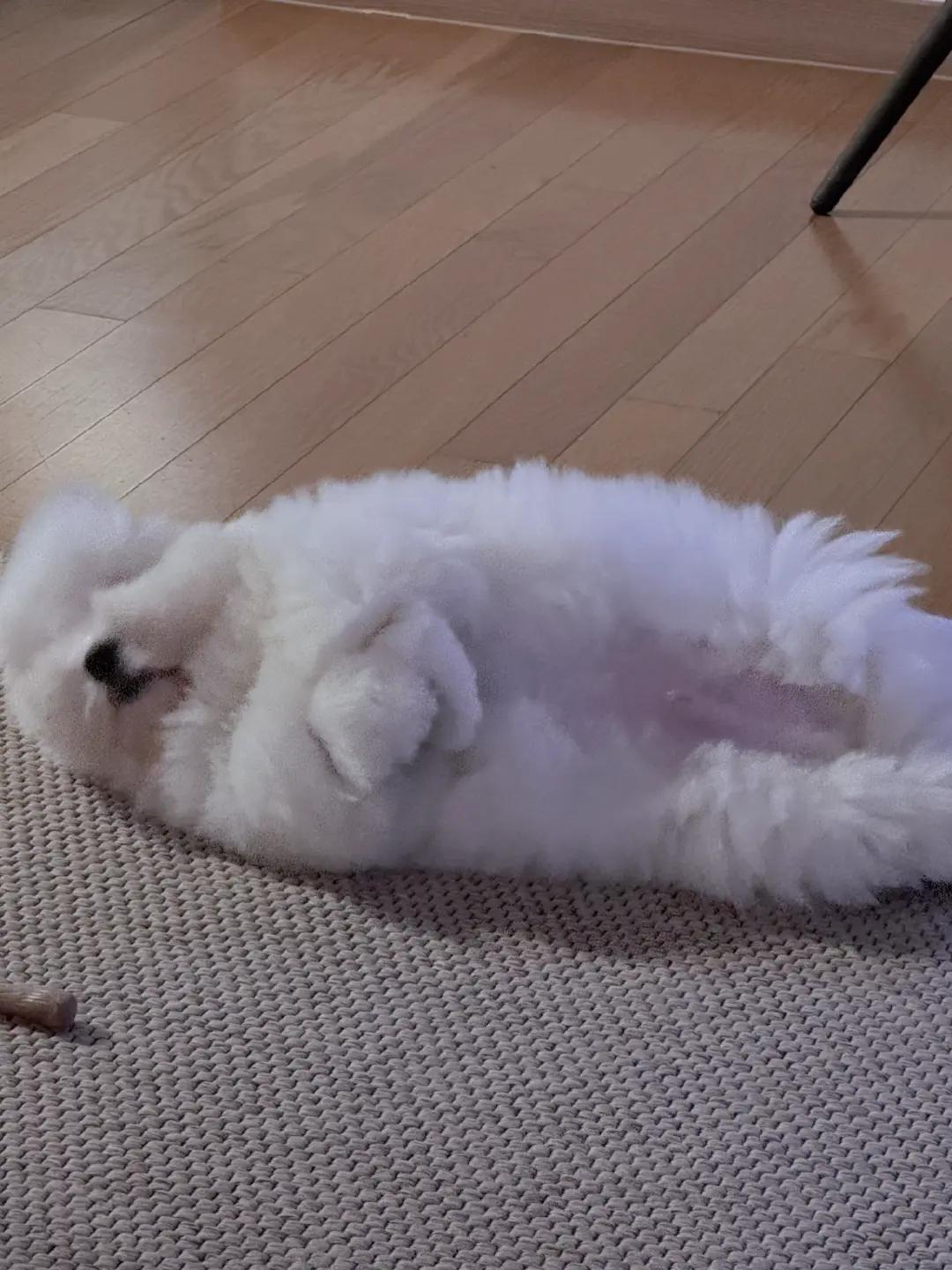 @루미보라