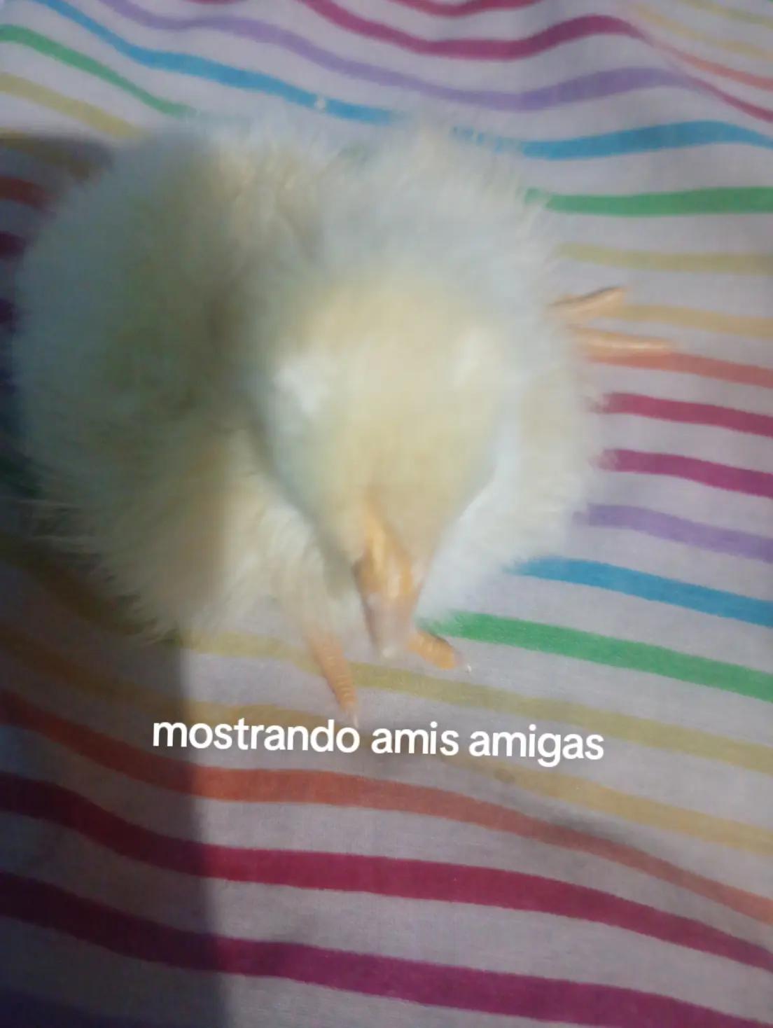@flor fernandez vigevani🇦🇷