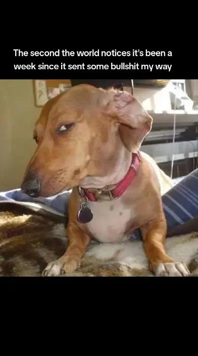 @Stinky Pete's Peter Stink