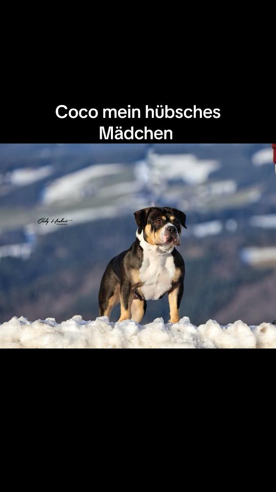 @big_muscle_bullys