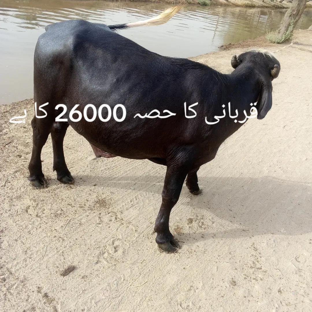 @🐬MUBASHIR AHMAD🇬🇧