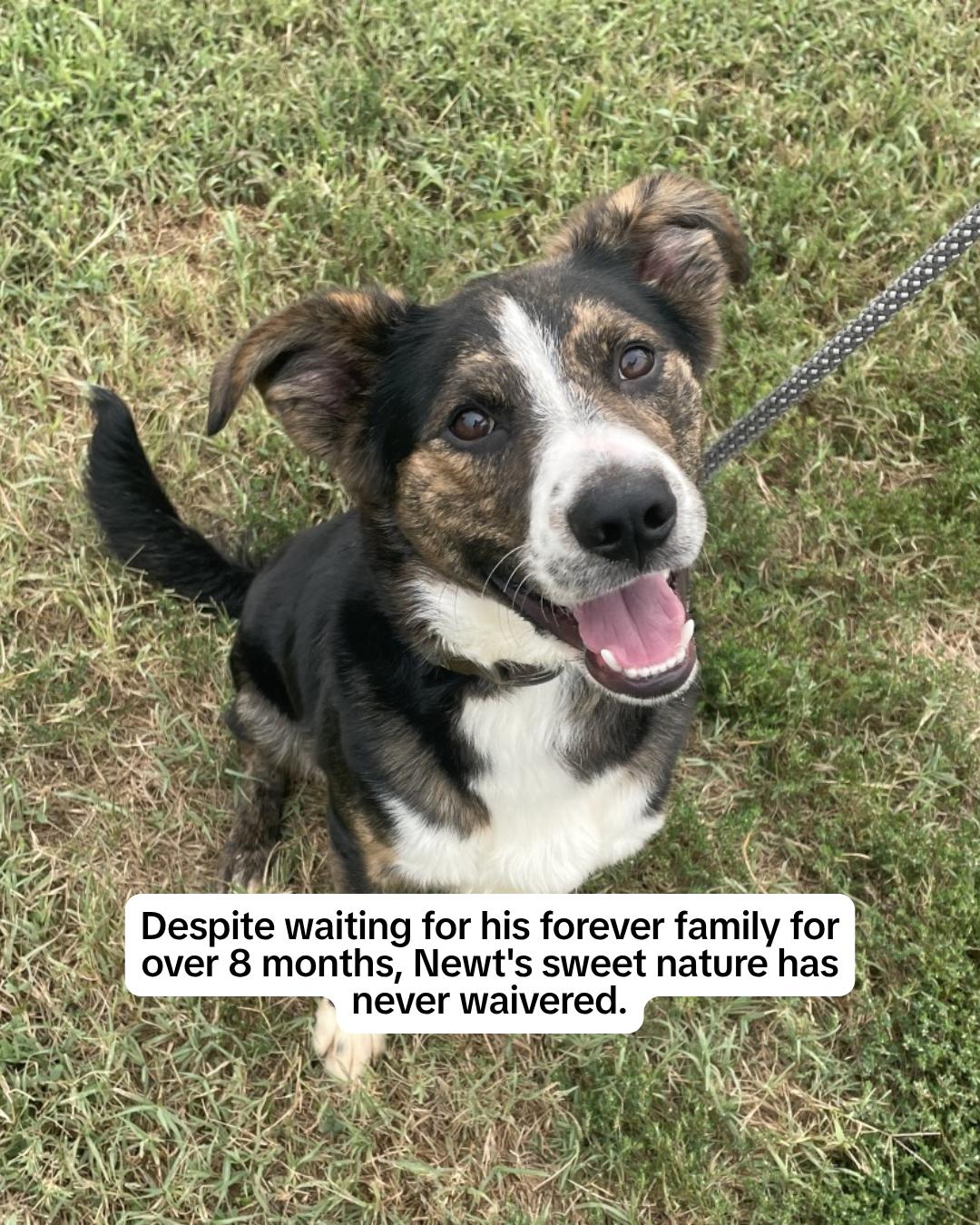 @Adopt a Pet