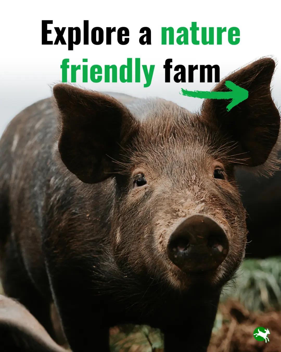 @Compassion in World Farming UK