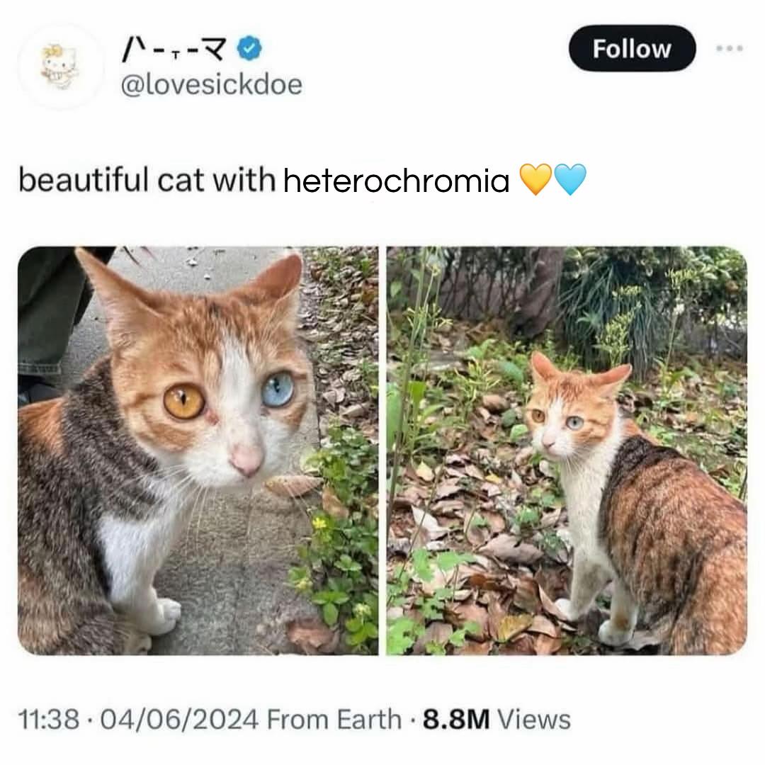 @🐾Astolfo's cum sock