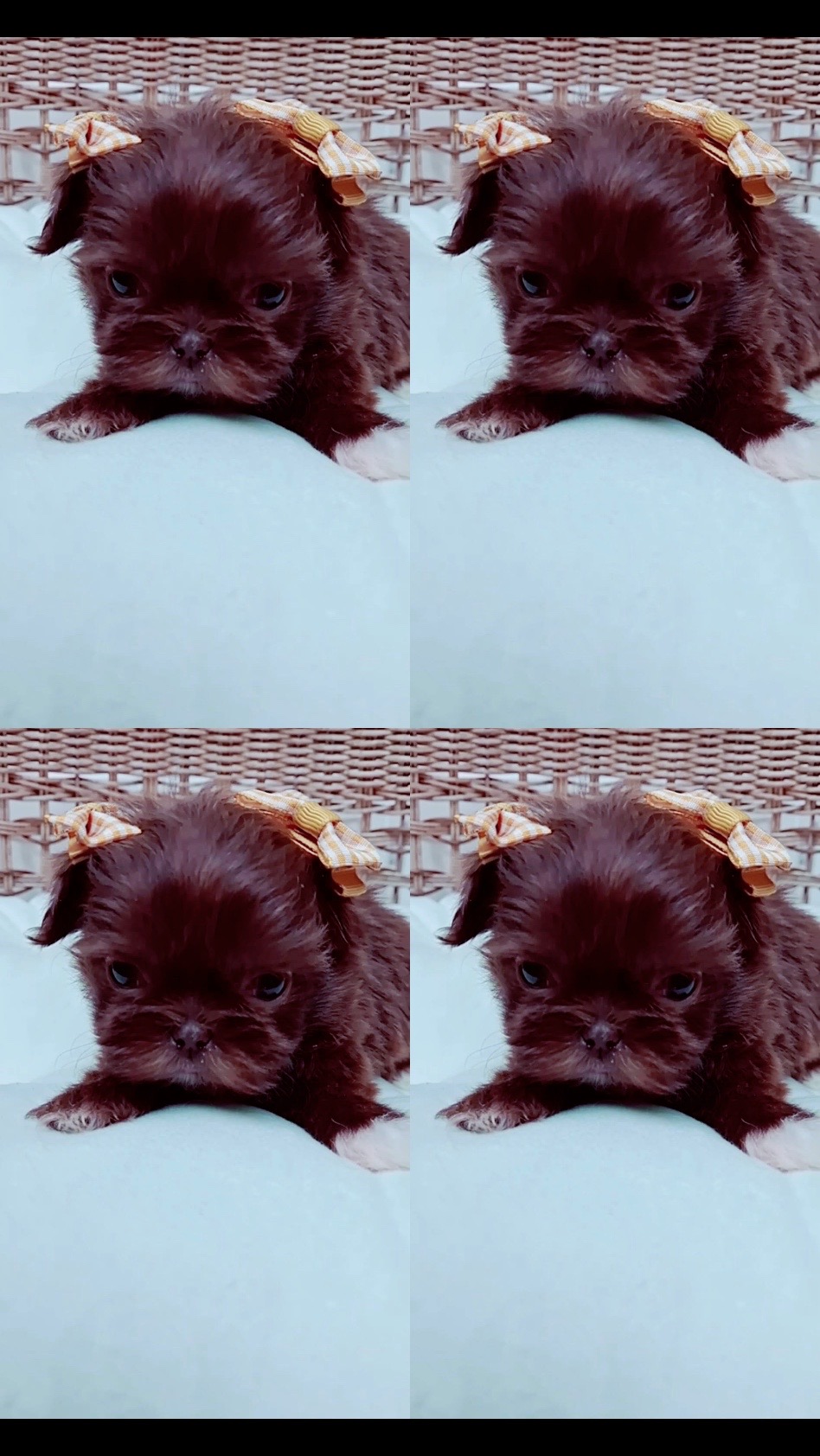 @shihtzulions