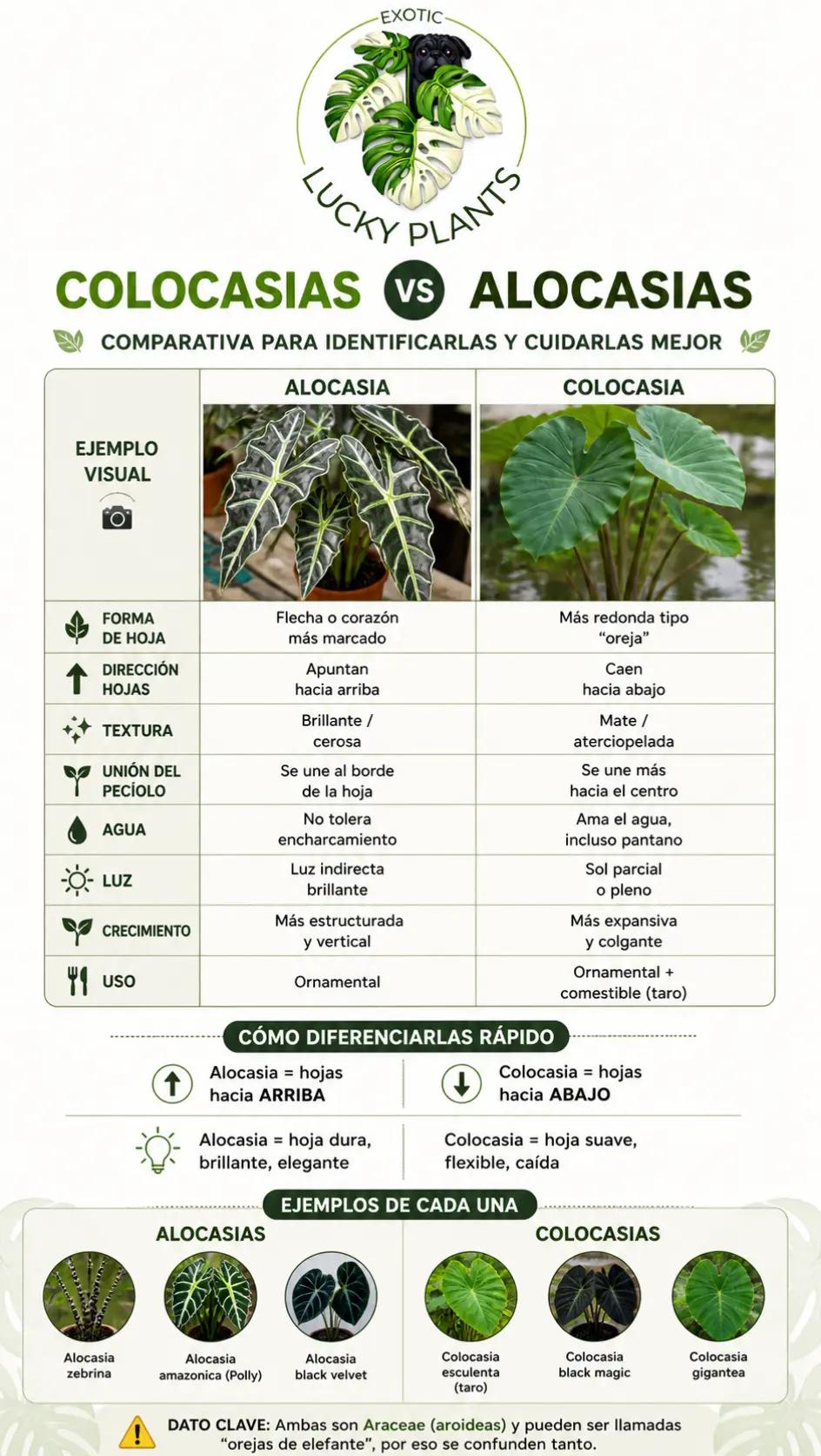 @LUCKY PLANTS