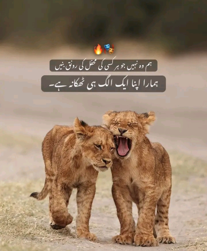 @✨رائے ابوبکر کھرل 🥰🫂