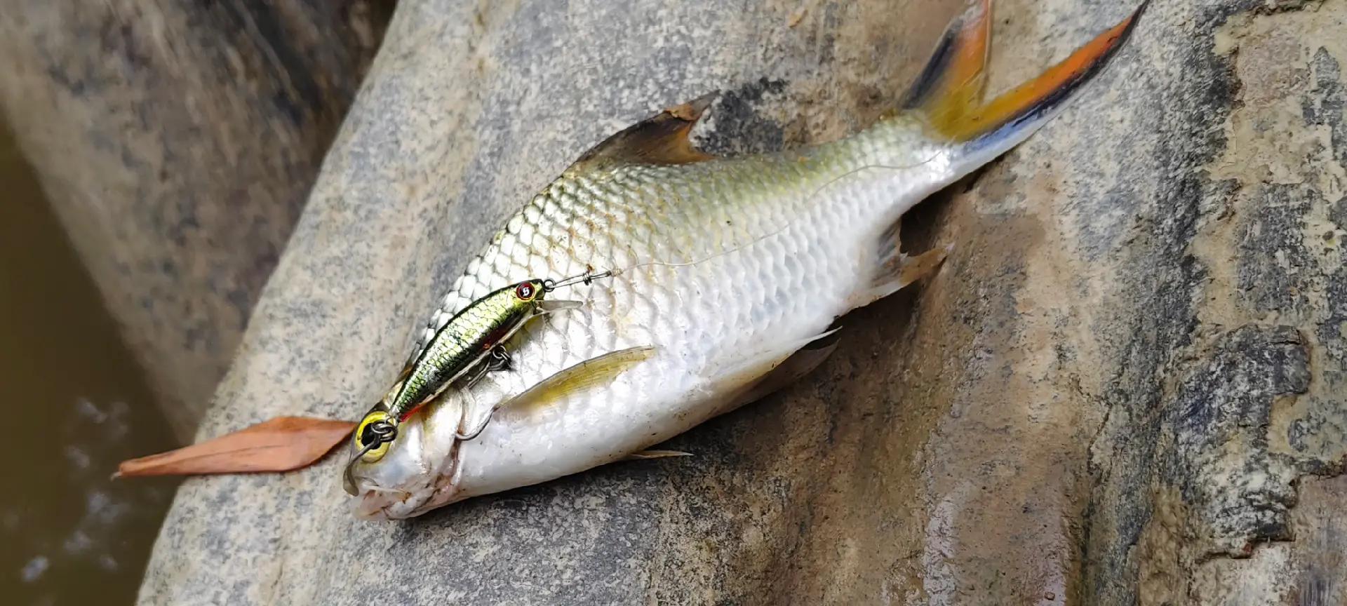 @Damz Strike Fishing