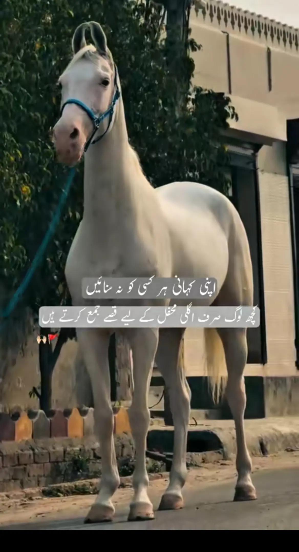 @👑Waqas Biland 👑
