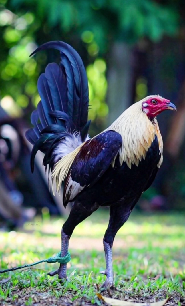 @Zoren ka manok tv