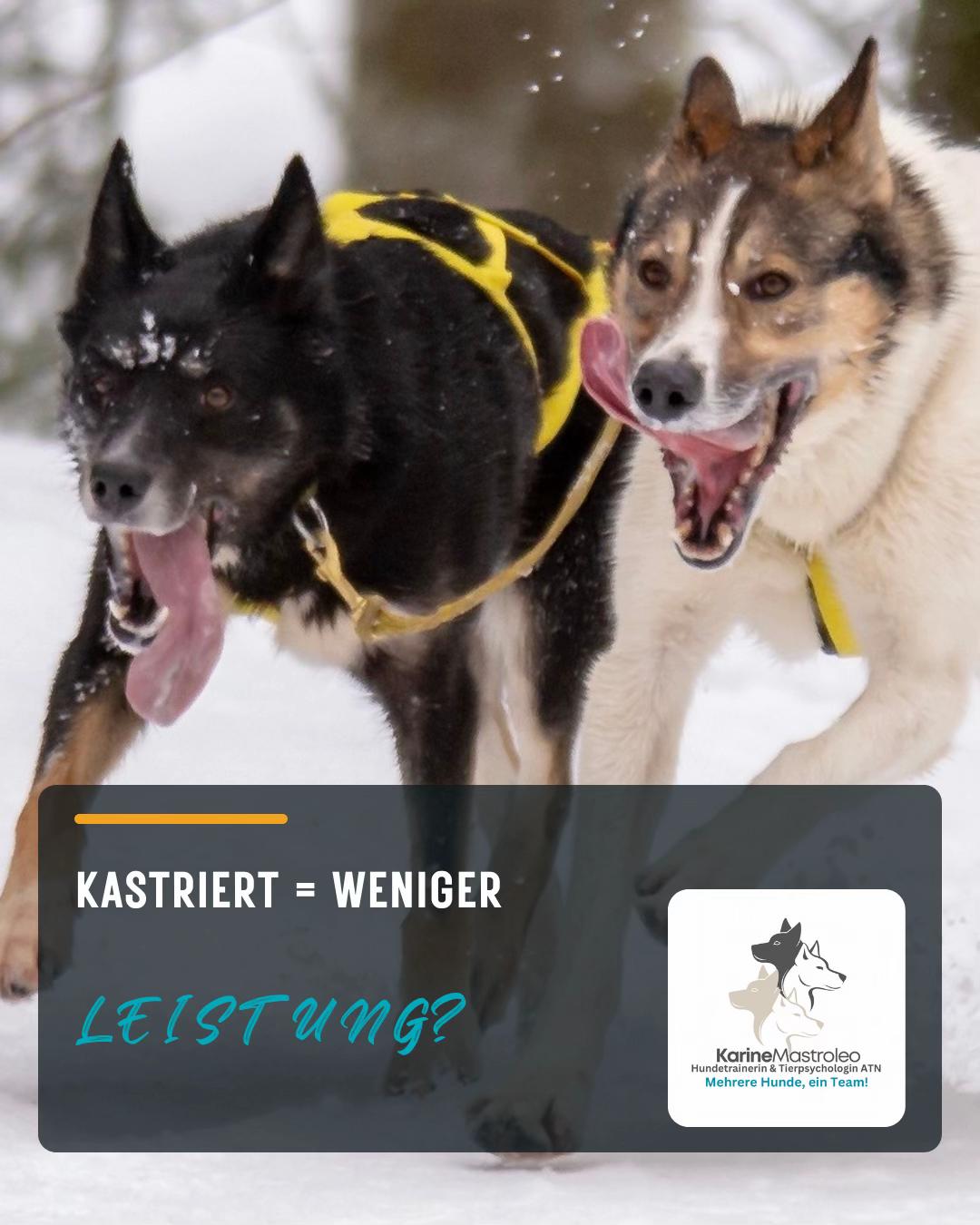 @Mehrere Hunde, ein Team!