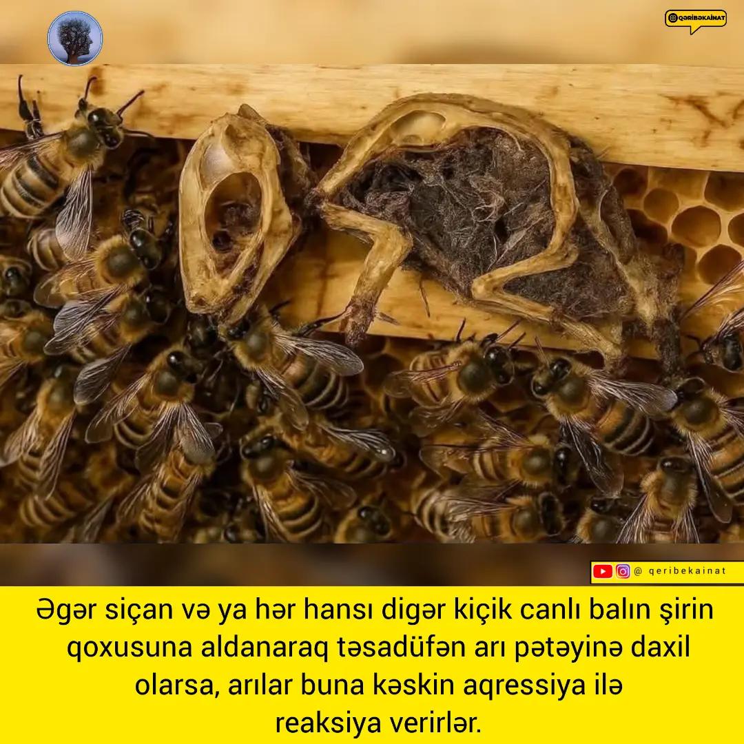 @qeribekainat