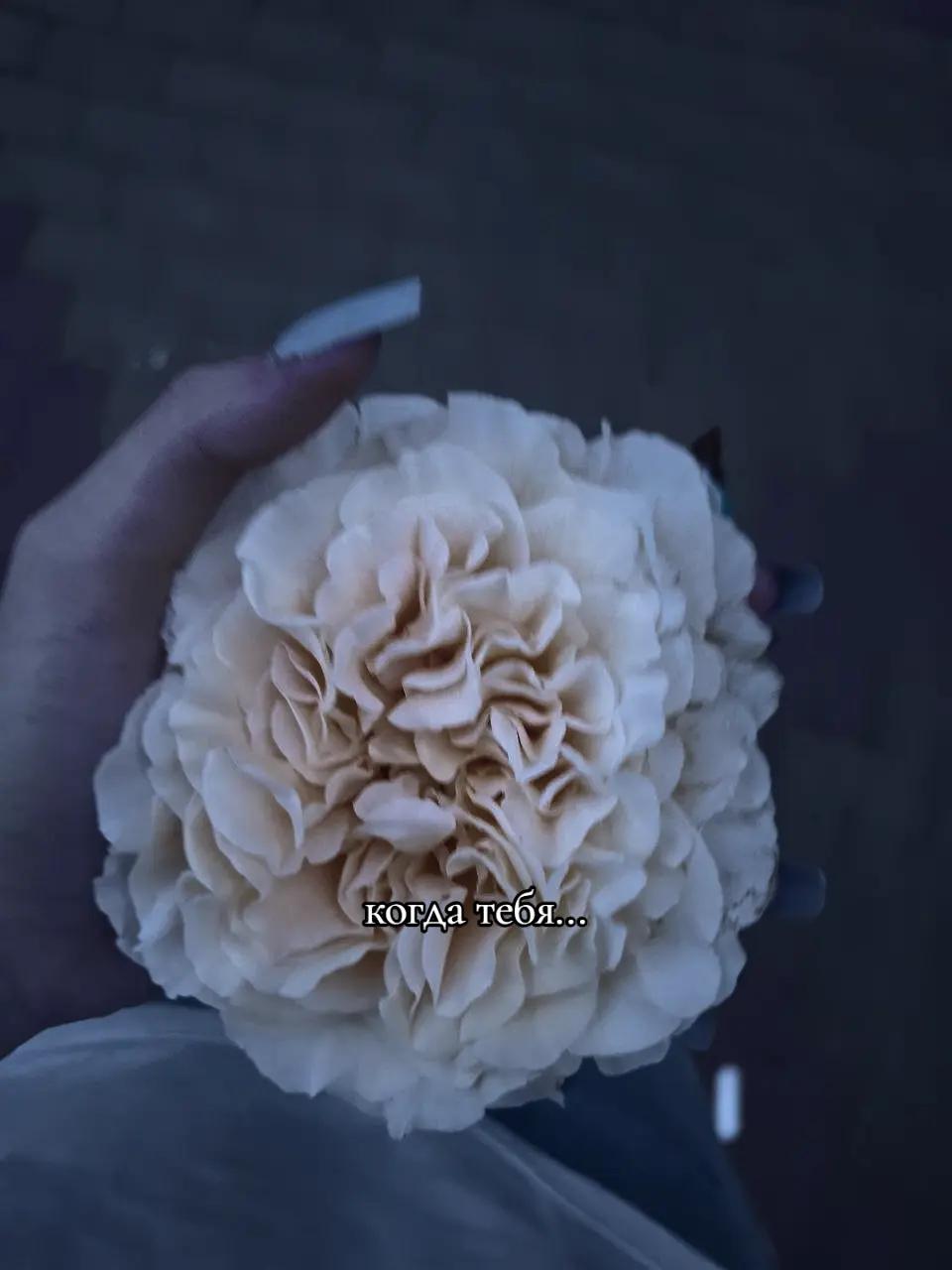 @𝕹𝖆𝖘𝖙𝖞𝖆..