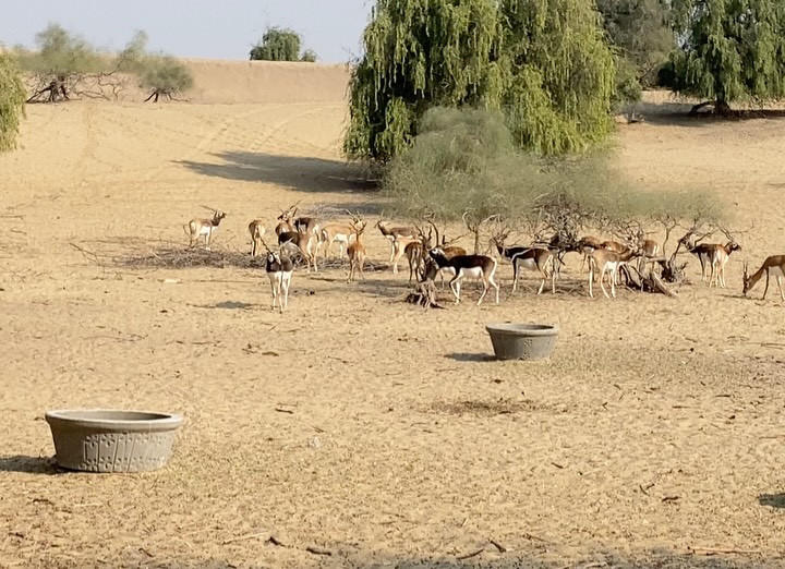 @Wildlife 🦌