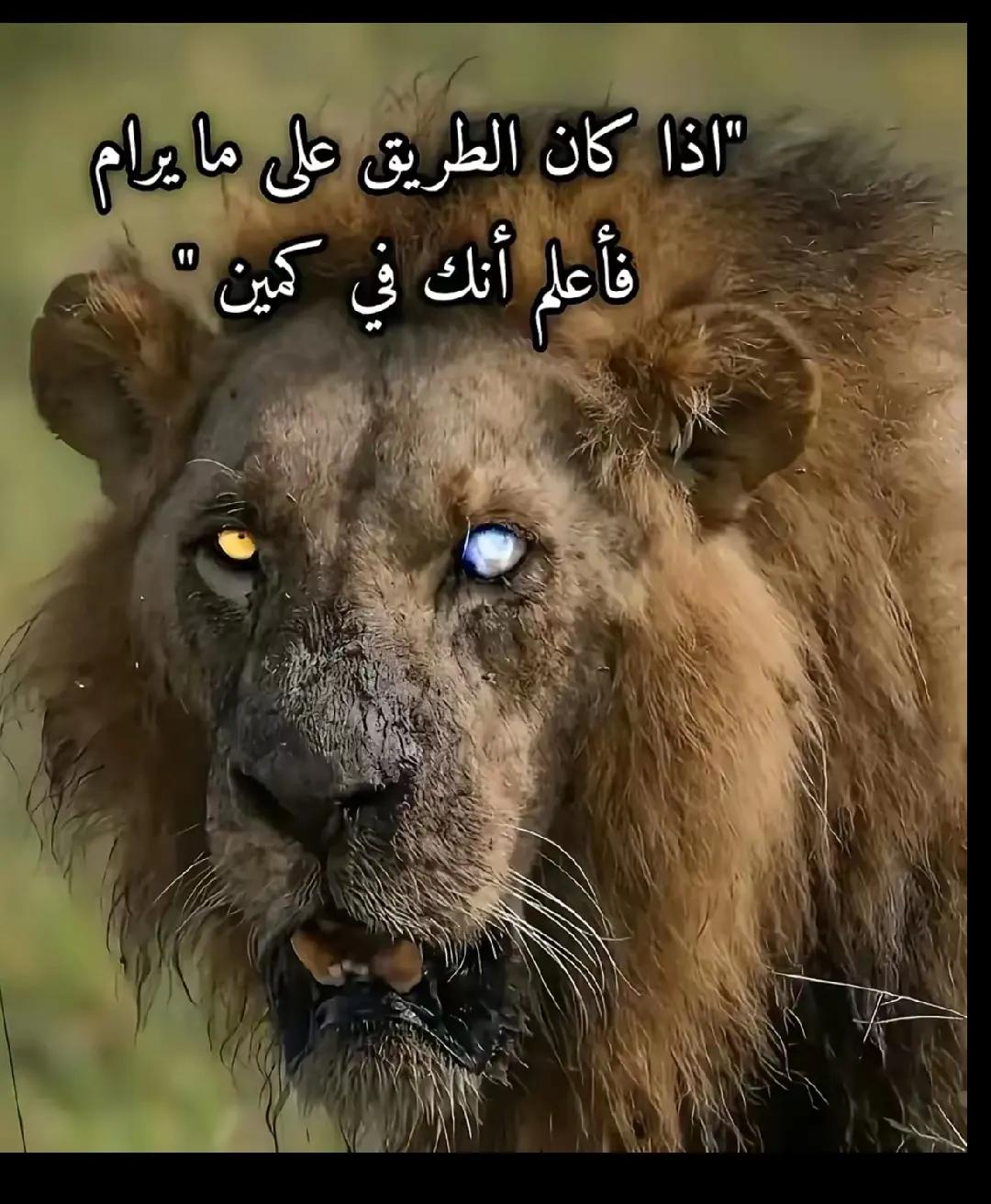 @بشير (حفيد شبر)✊️🏅🦅