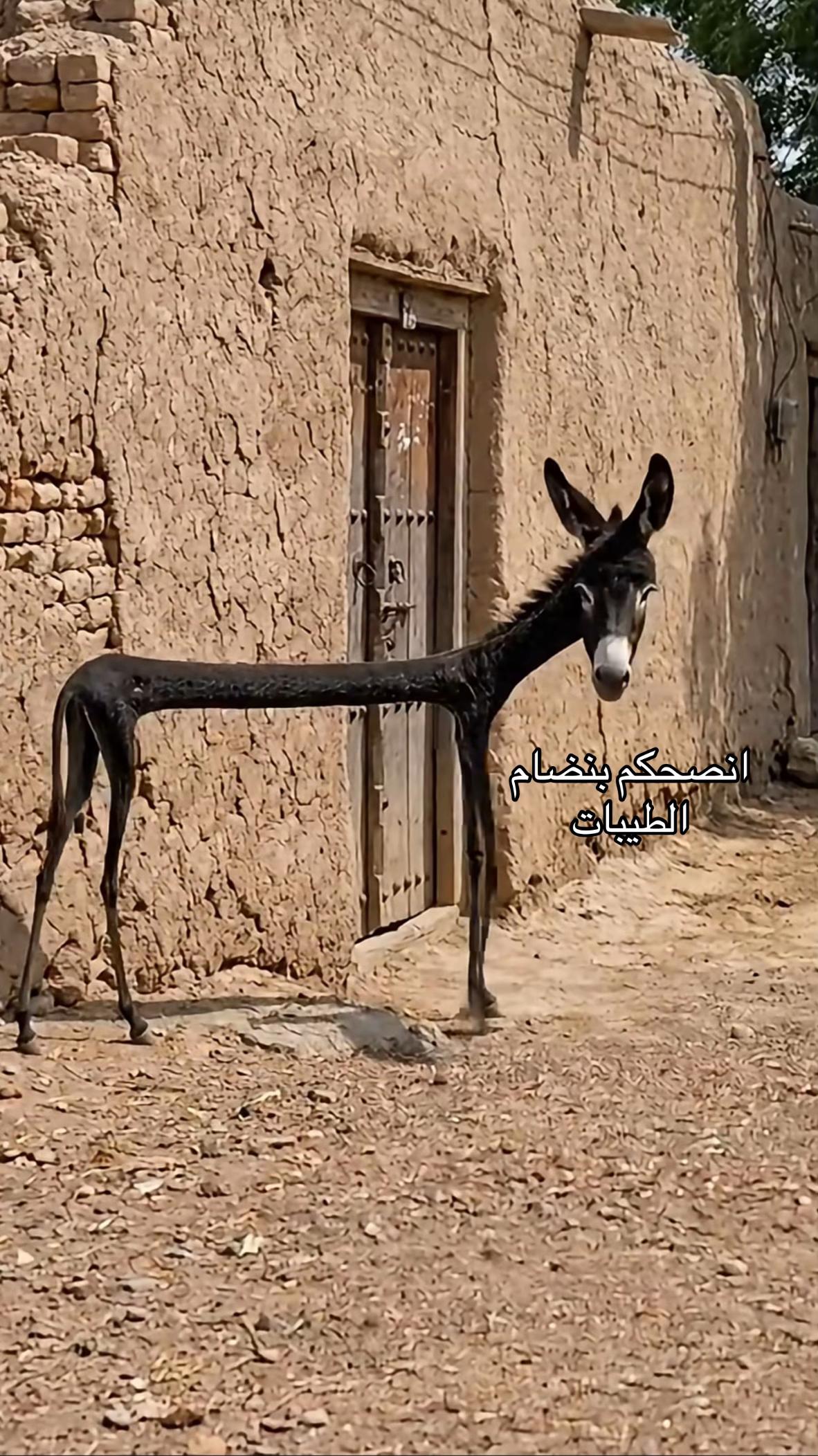 @عبدالله التميمي