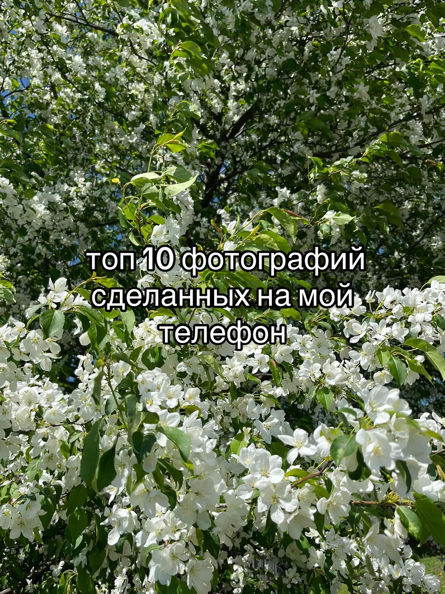 @чиф