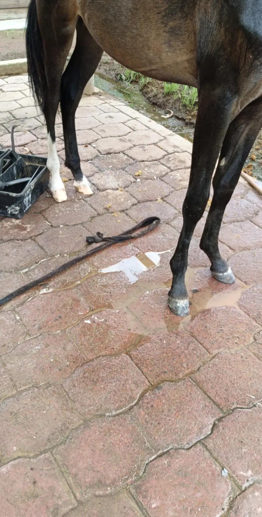 @Carlos Guzm&aacute;n 🔨🐎