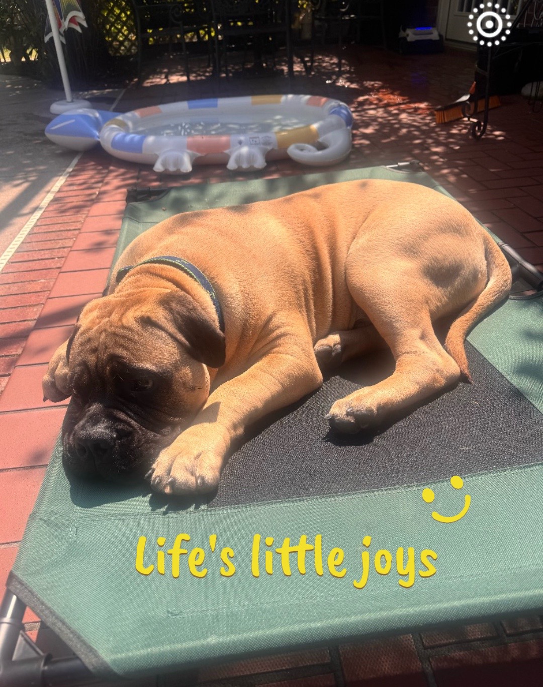 @Xander the Bullmastiff