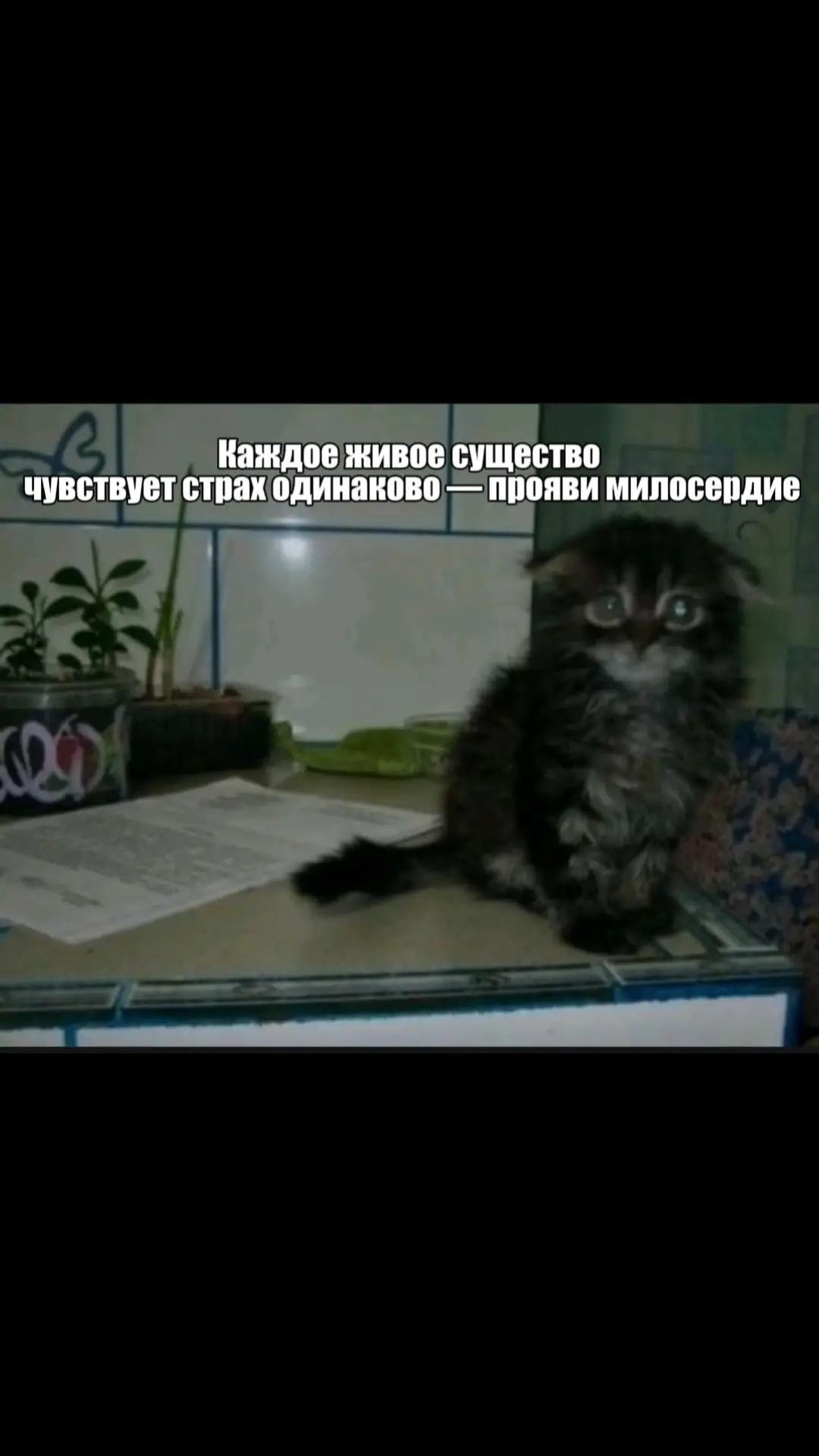 @Radmir