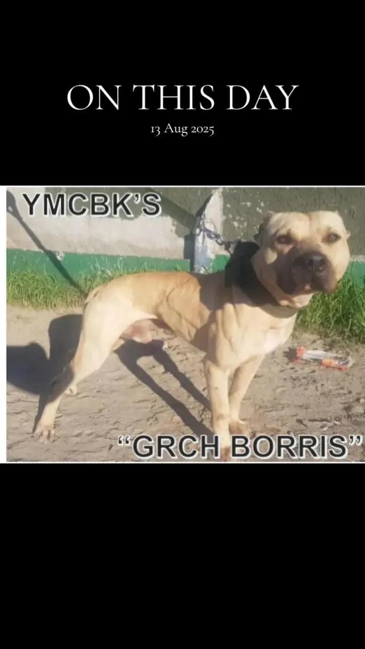 @SAAPBT_GAMEDOGS