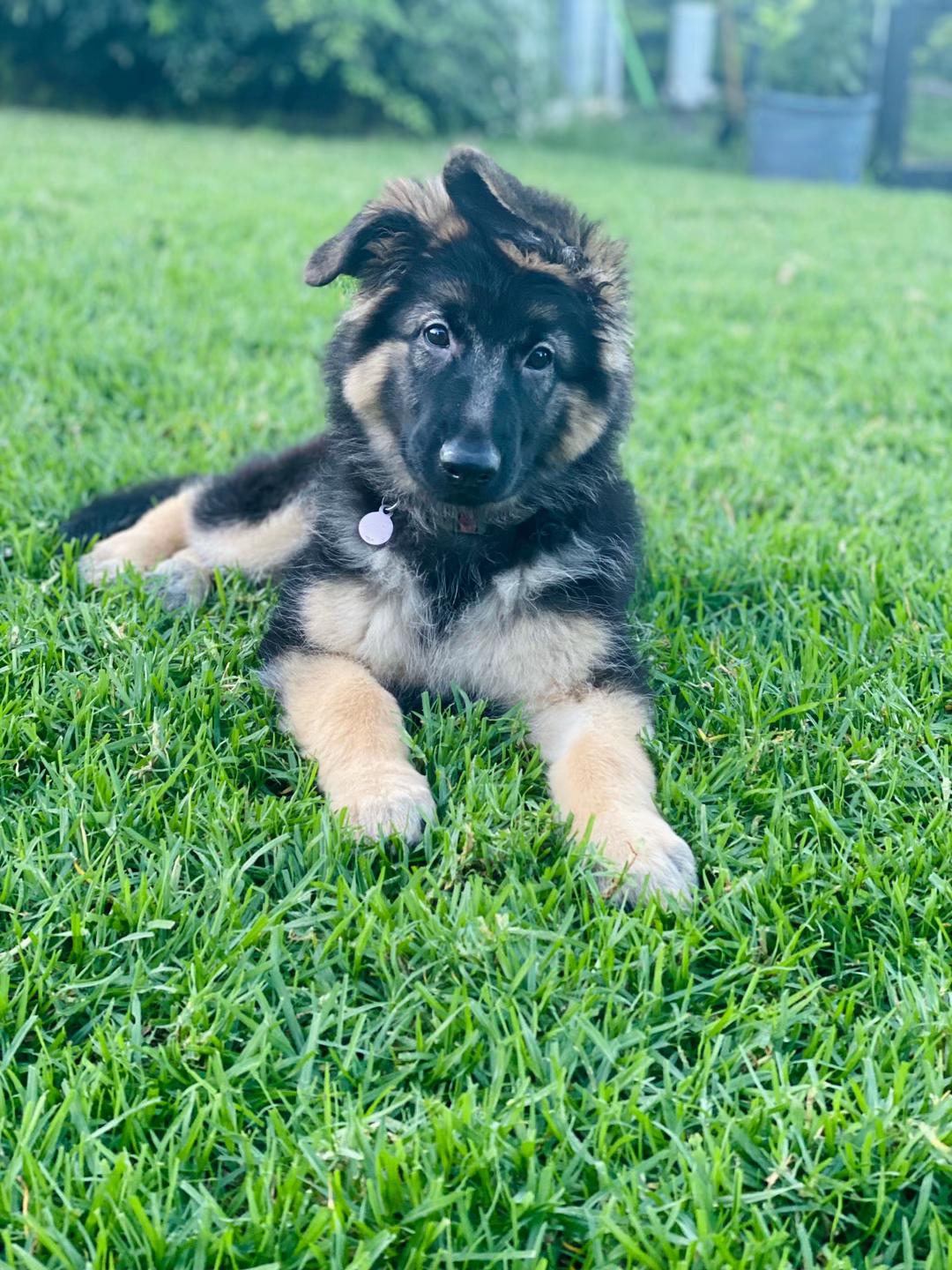 @Indy German Shepherd