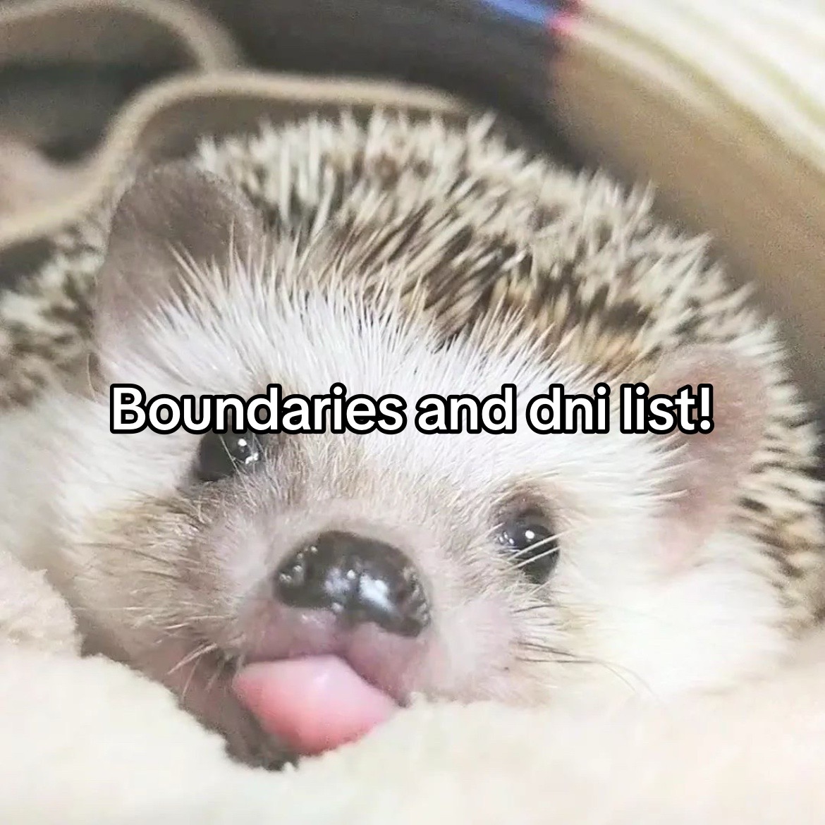 @🐾Max!🦔