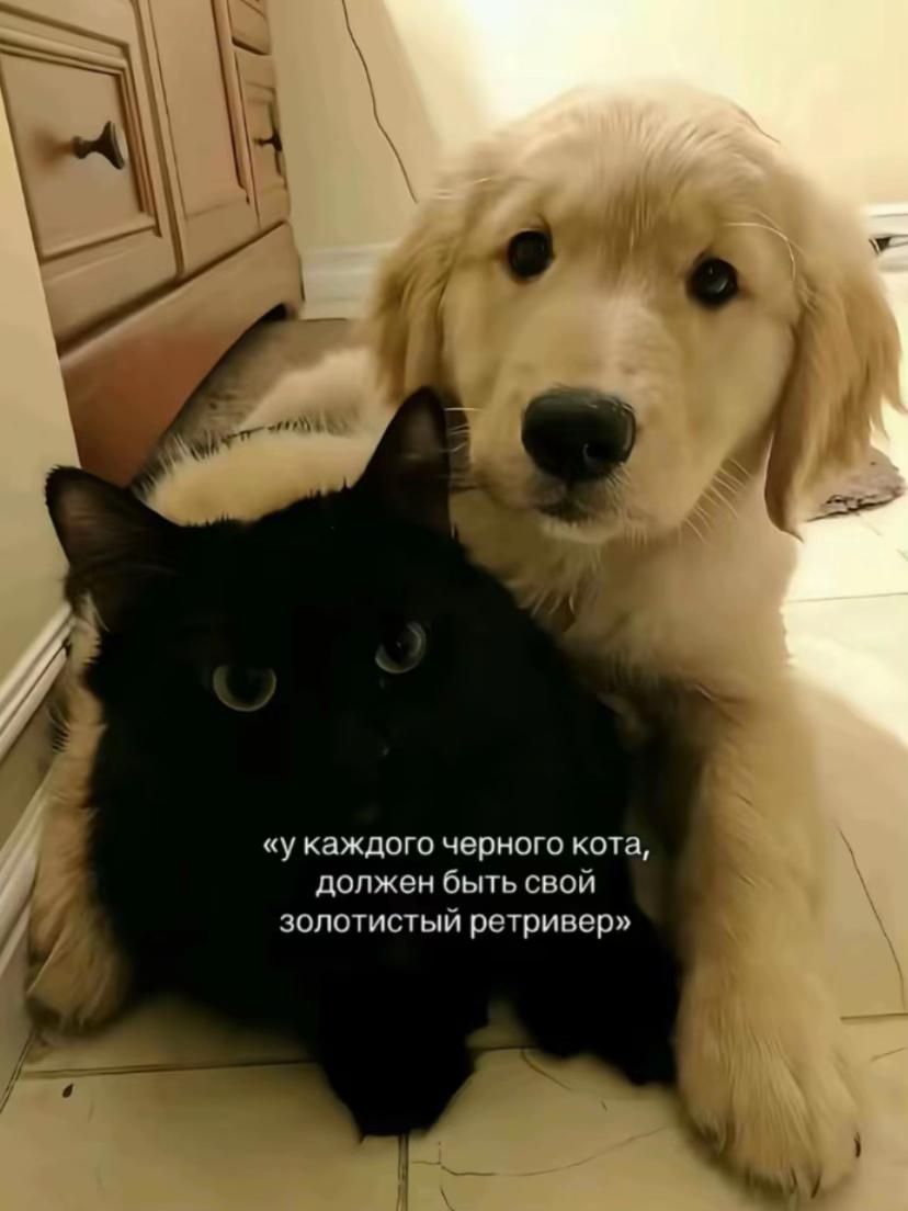 @шигуре🌑