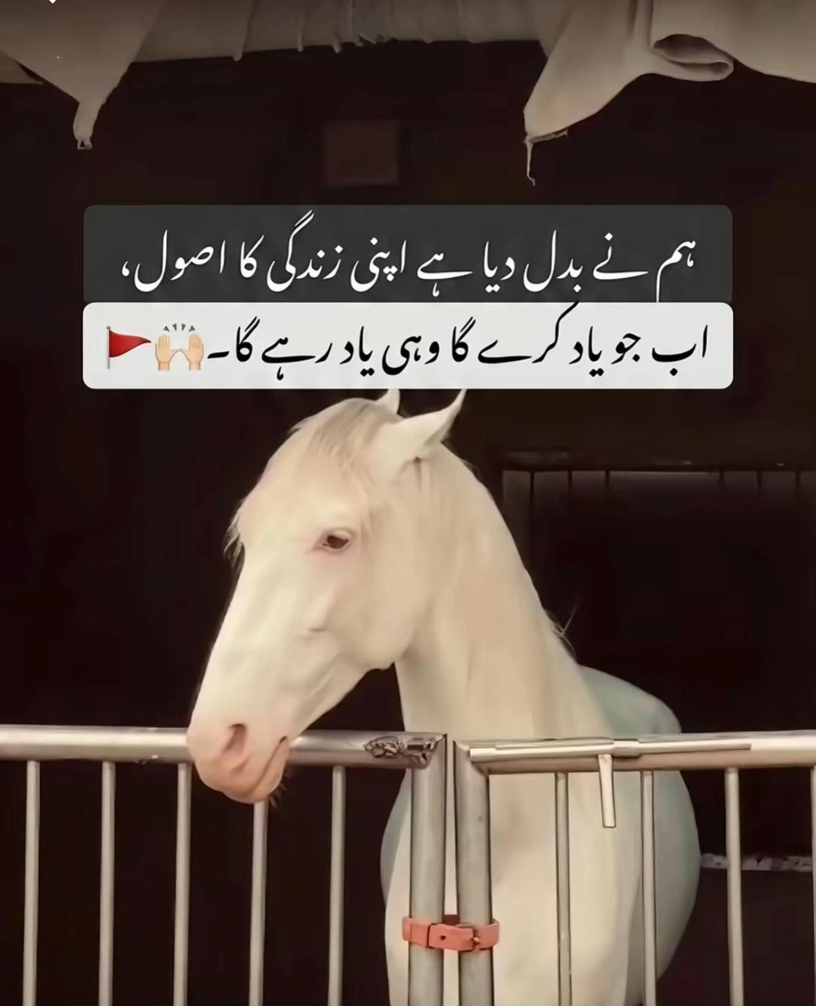 @زین راجا🥷