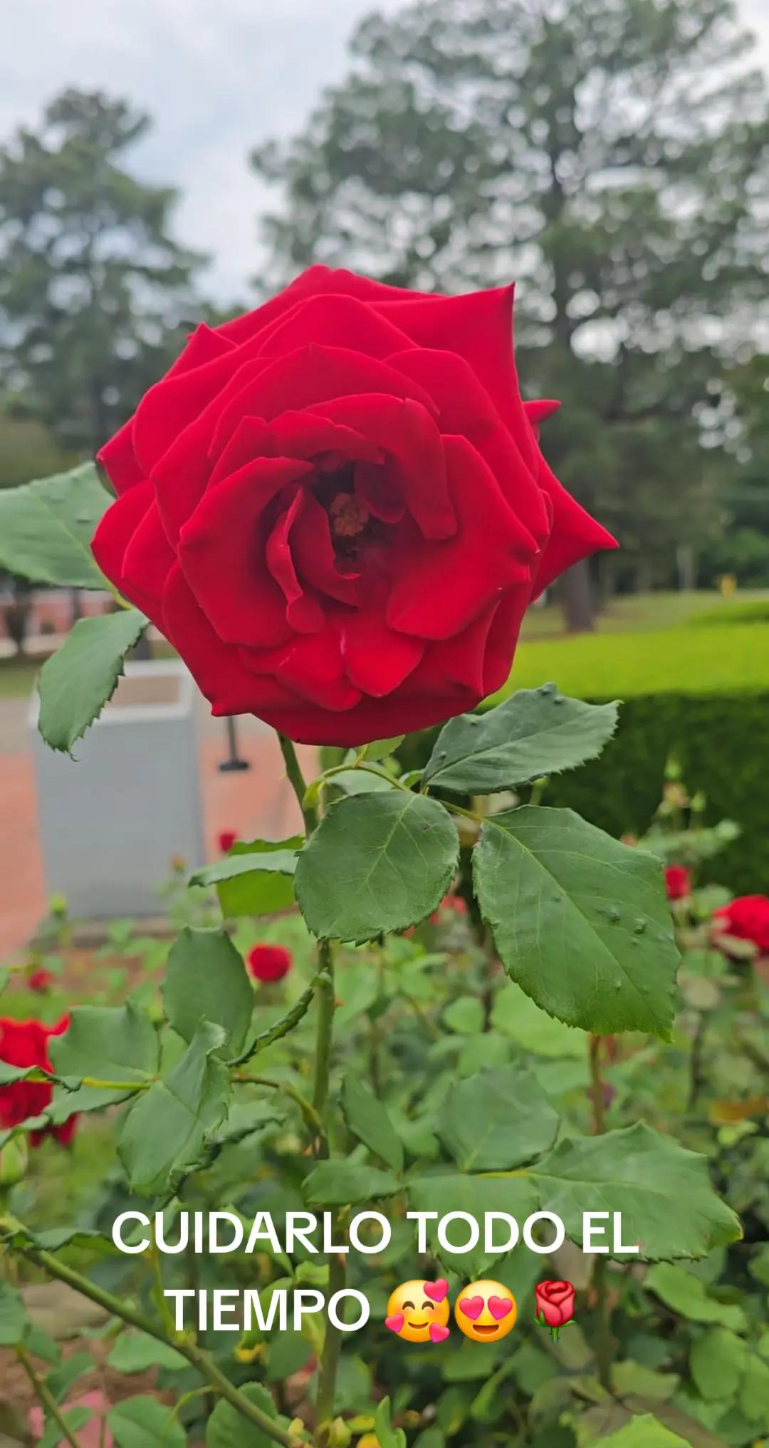 @Carmen Diaz5575