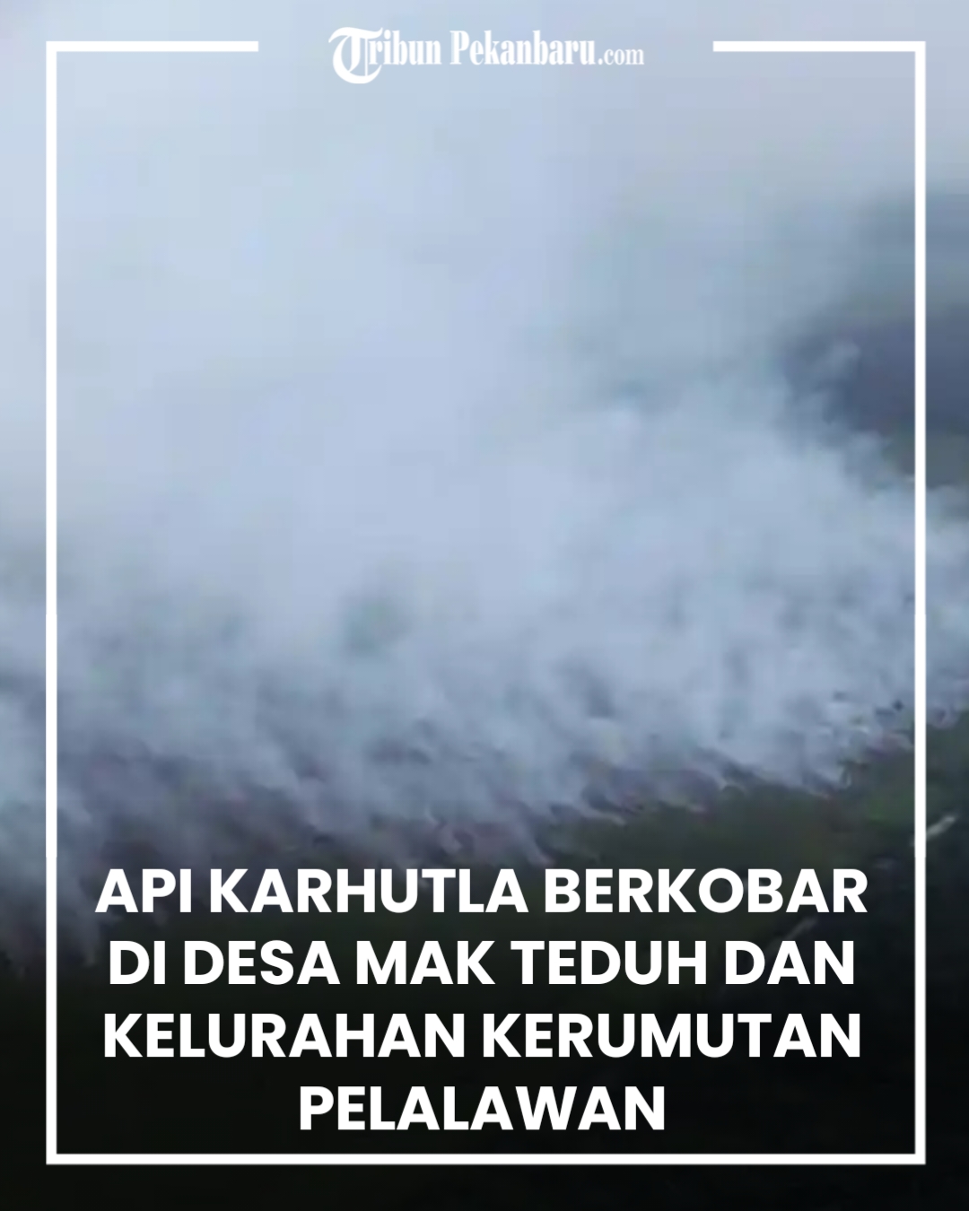 @Tribun Pekanbaru