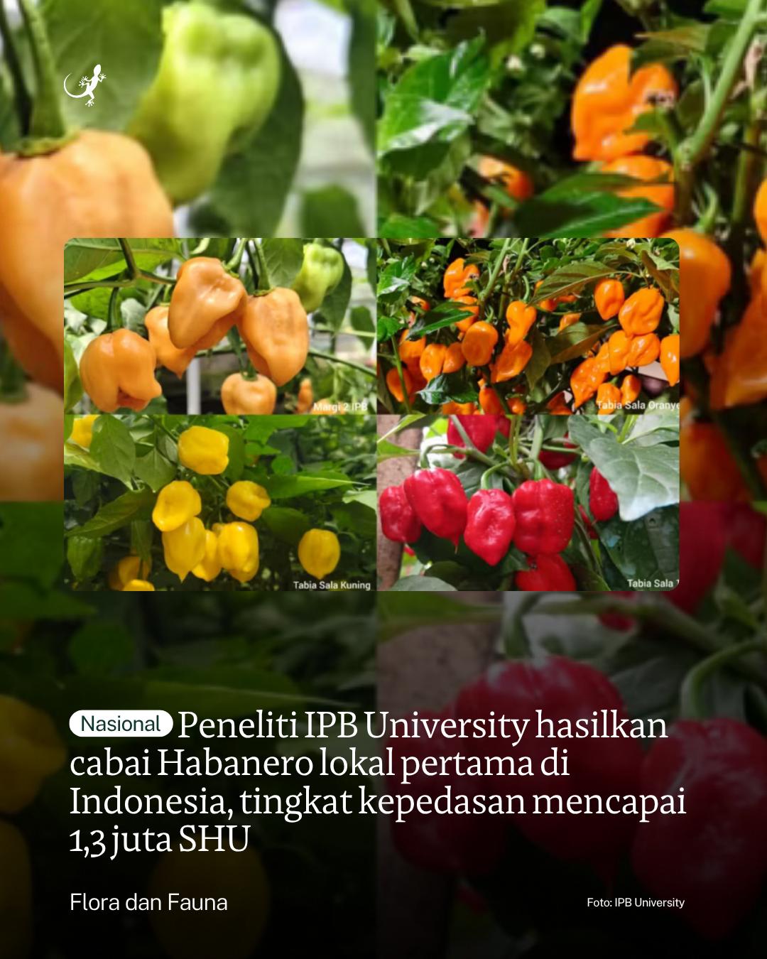 @mongabayindonesia