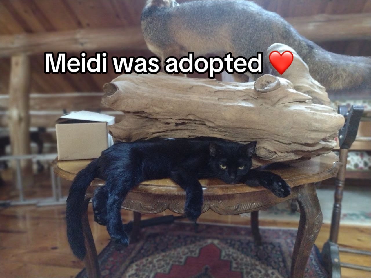 @Kovu’s Kitties