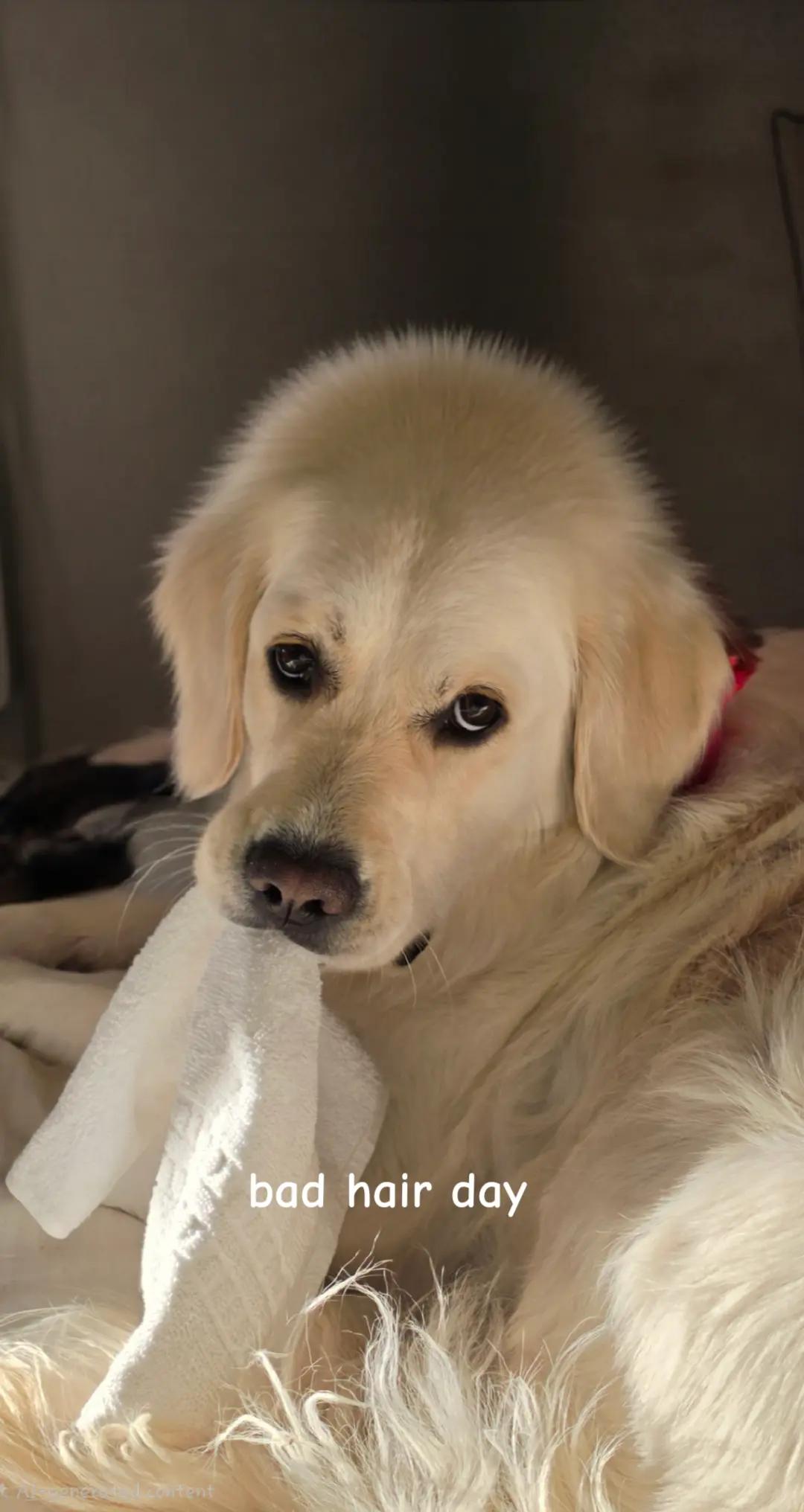 @DoggieMamaFurever&hearts;️🐶