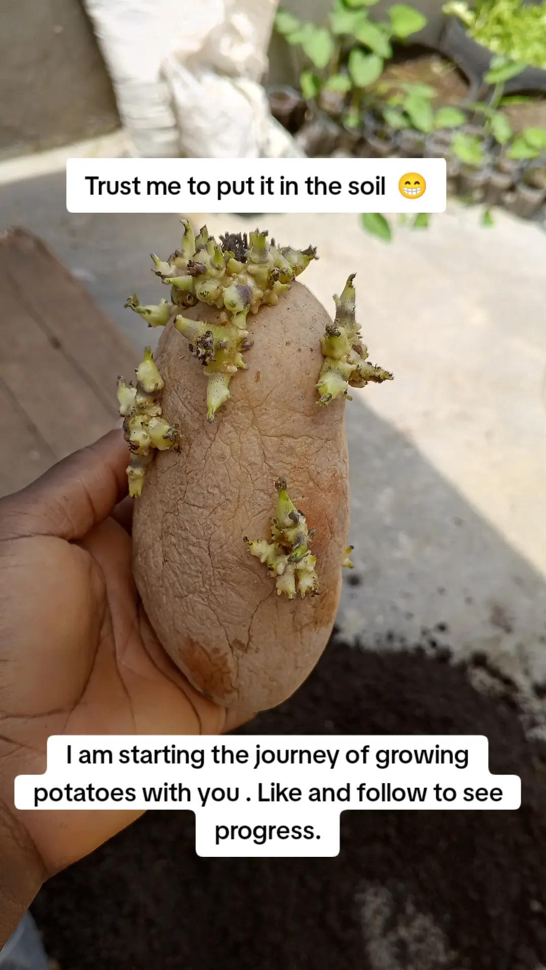 @The GenZ Gardener