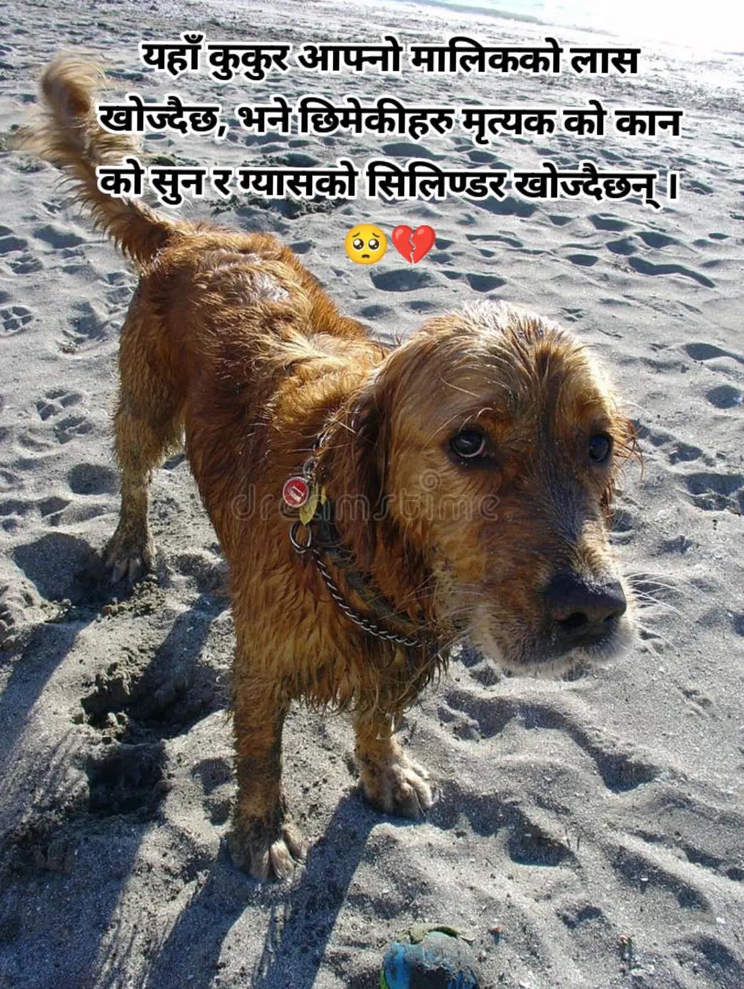 @bhumika Niroula