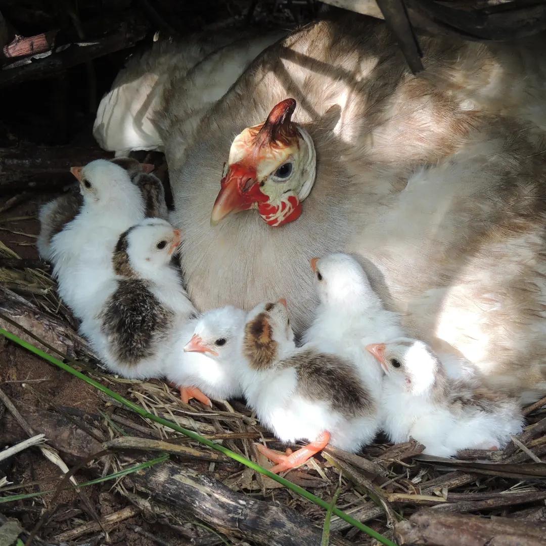 @Əziz Kürdəxanı FARM 𐱅𐰇𐰼𐰰