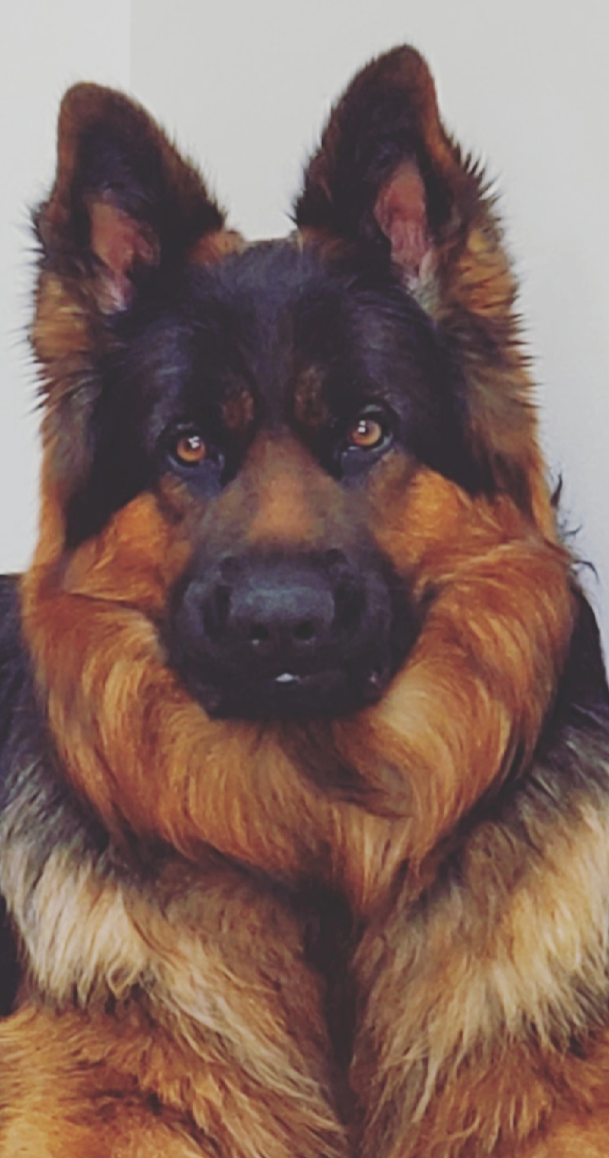 @Buzz the German Shepherd