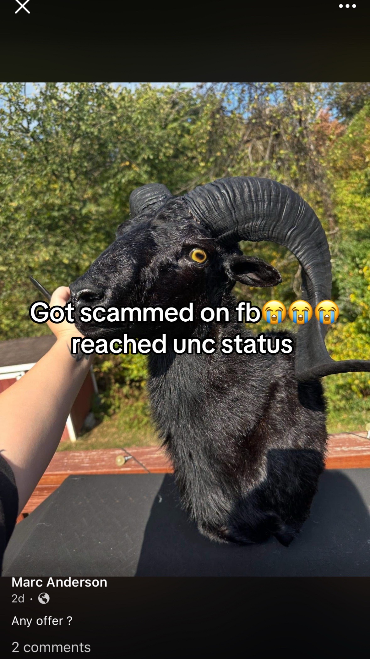@Bunnyspitt