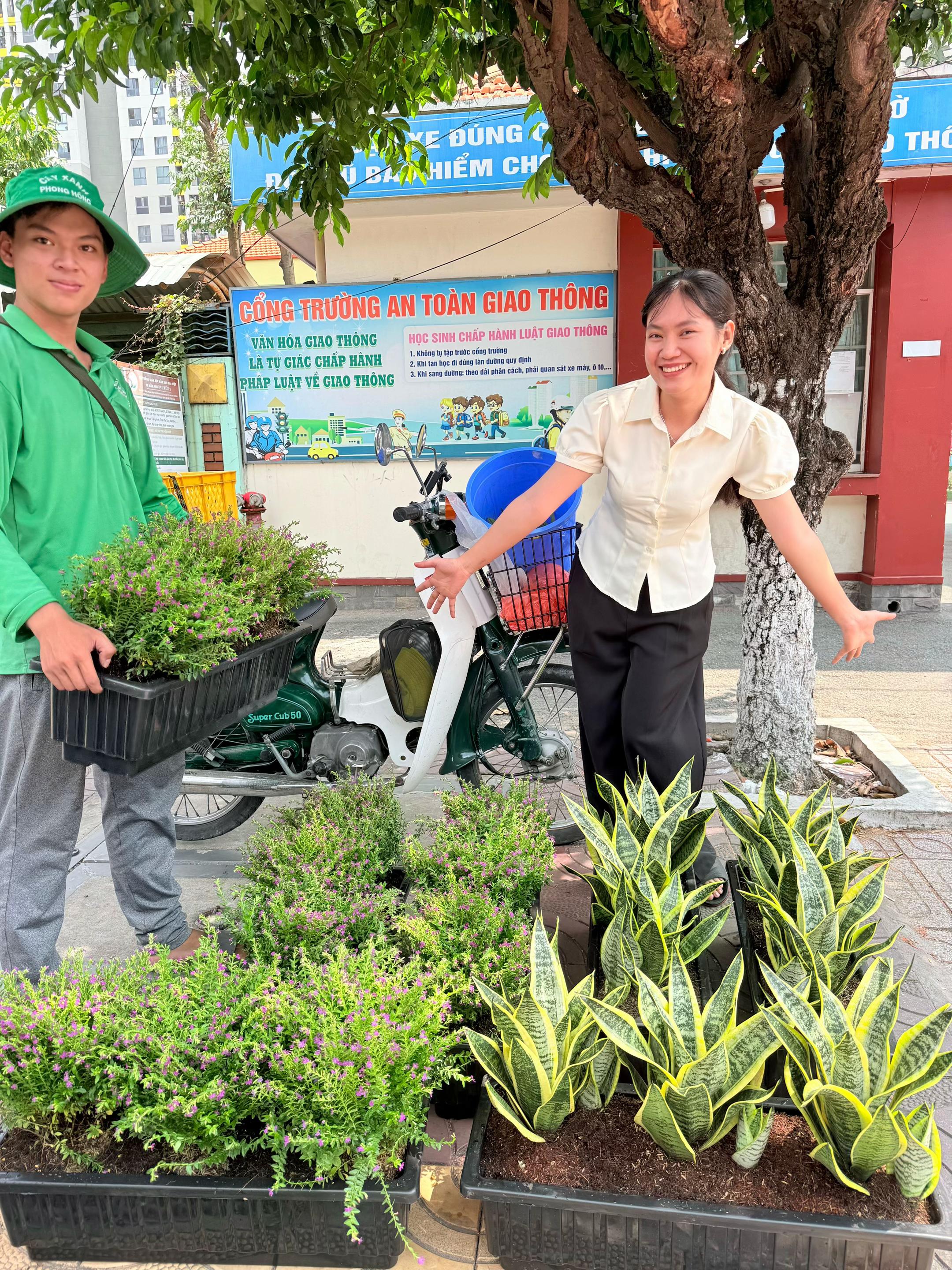 @Cây Xanh Phong Hồng