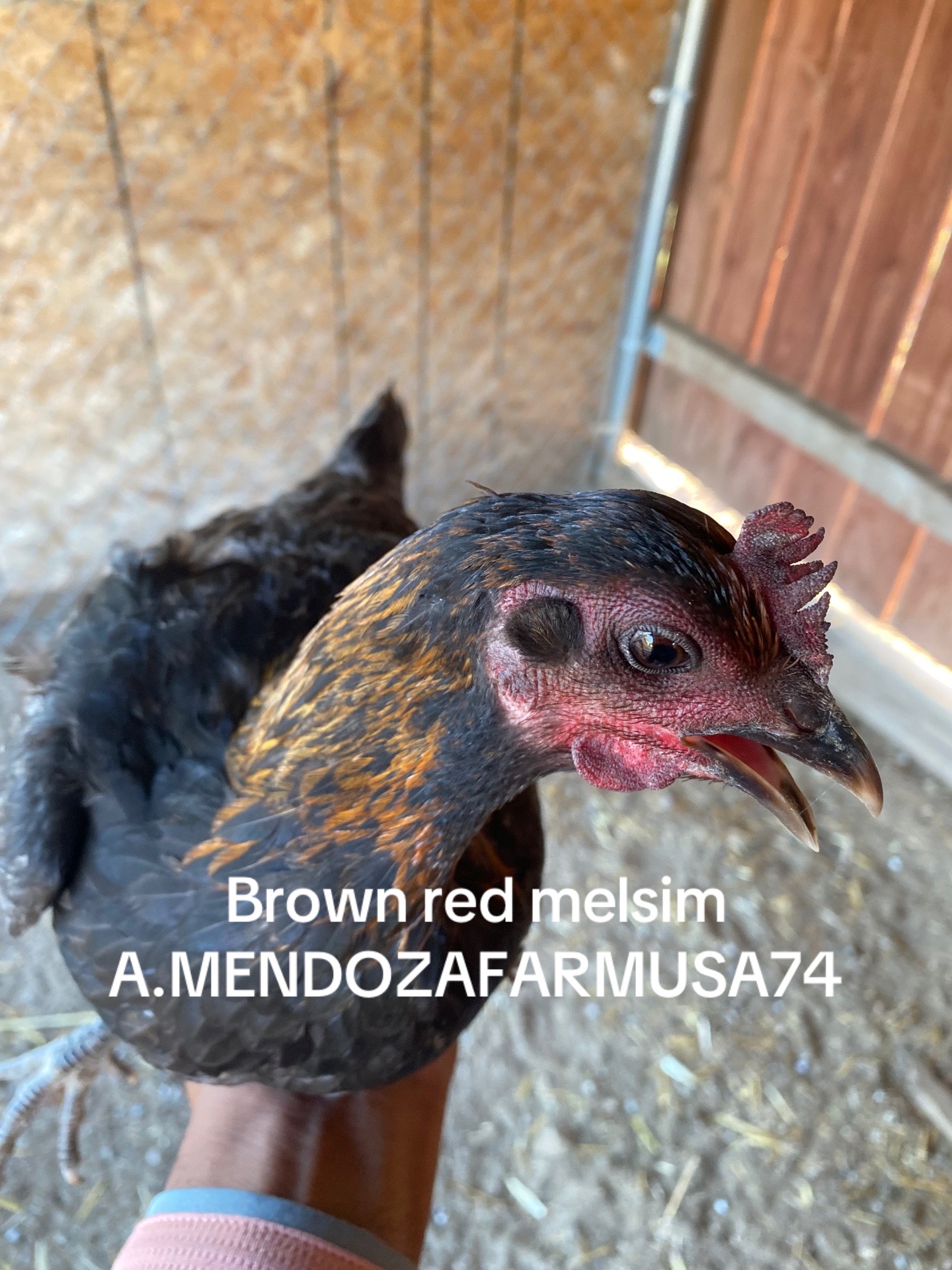@A.MENDOZA.FARM.USA 74HWY