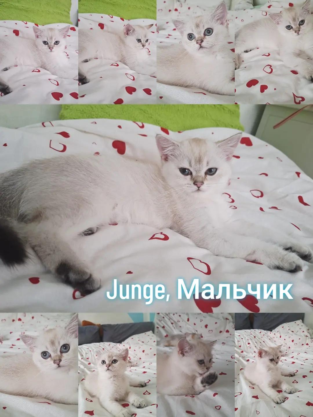 @BKH-KITTEN