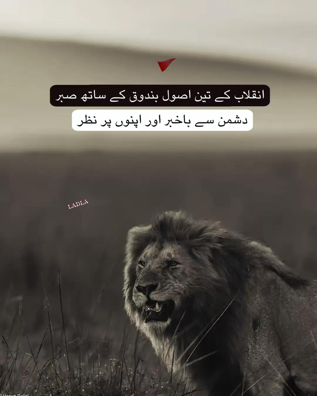 @🐺 TIMMY 🐺