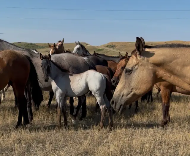 @TSQuarterHorses