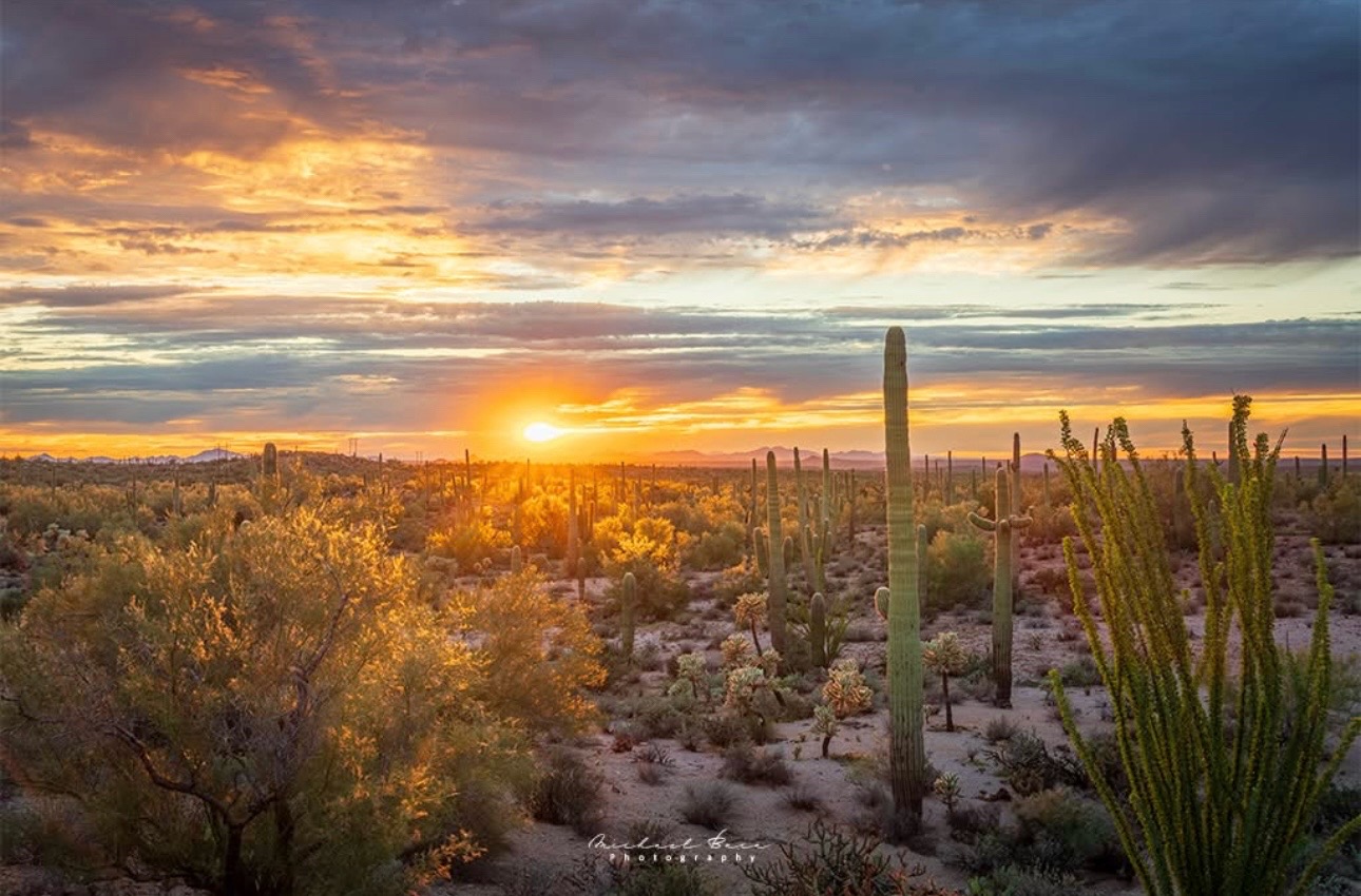 @☀️🌵Arizona 🌵 ☀️